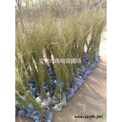 连翘简介，河北连翘产地直销，保定连翘报价，定州连翘价格