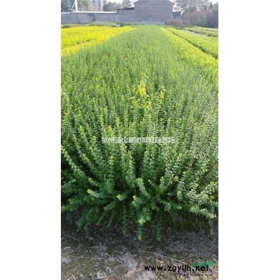 萧山出售旱伞草，2020年旱伞草价格，旱伞草