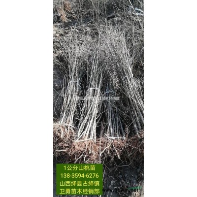 连翘苗一亩地种植多少棵？2021年连翘苗价格行情