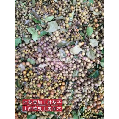 连翘苗1亩地种植多少棵？（山地+丘陵+平原）种植数量