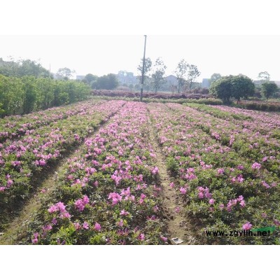 湖南长沙15公分造型红花继木古桩红桎木优价供应