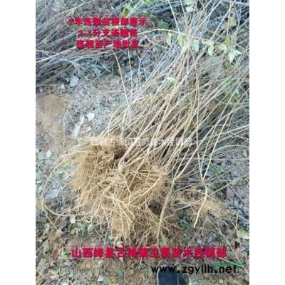 一年生连翘苗价格 //当年50公分60公分70公分连翘苗