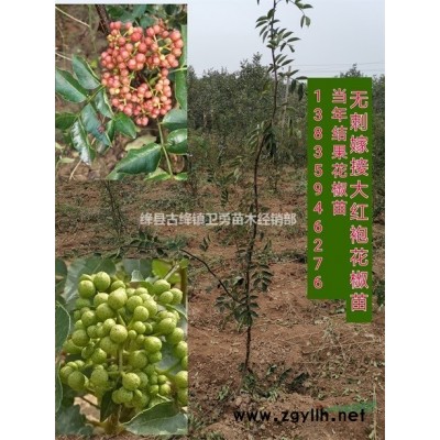 山西连翘苗产地//2019年1-2-3年生药用连翘苗价格行情