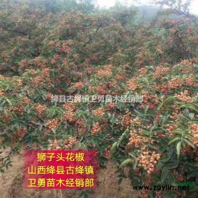 2年连翘苗哪里有卖~2年1米连翘苗~2年0.5公分连翘苗