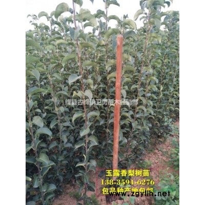 连翘苗 ~ *连翘苗批发价格 ~大量药用连翘苗种植基地
