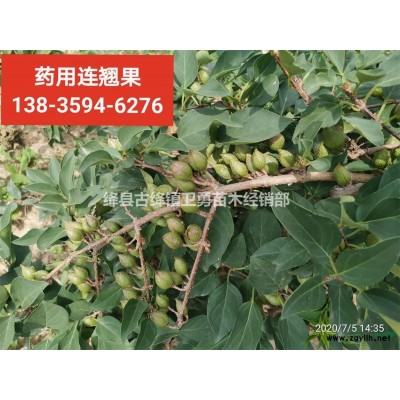 1年连翘苗~2年连翘苗~3年连翘苗~药用连翘苗