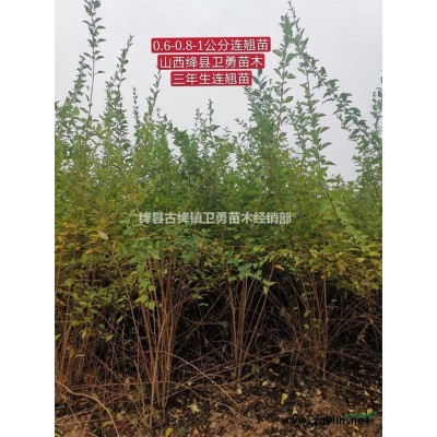 2年药用连翘苗=0.5厘米粗药用连翘苗=1米高药用连翘苗