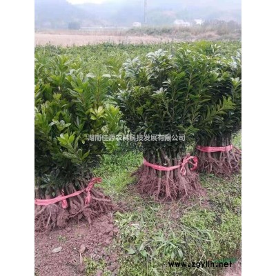 柚子树1～25公分绿化工程苗批发