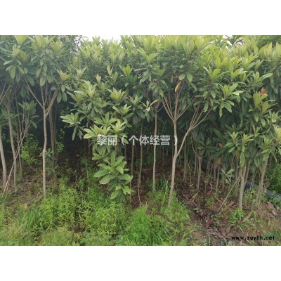 苗圃苗木批量便宜处理