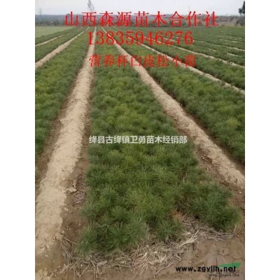 连翘苗价格//连翘苗种植（基地+一亩地多少棵+几年结果）