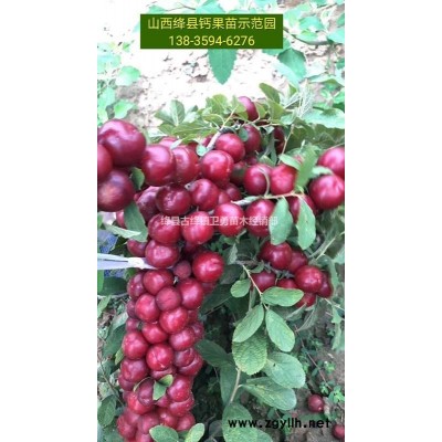 营养杯连翘苗哪里有卖=山西药用连翘苗产地供应