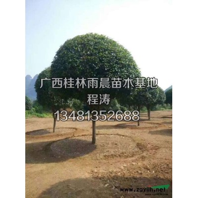 广西桂花树 金桂 银桂 八月桂 大桂花树 绿化植物 基地直供