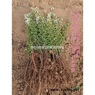 药用连翘苗产地 供应连翘子+连翘苗+连翘树