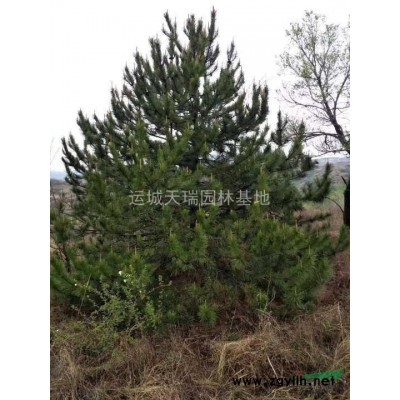 连翘苗，连翘苗价格=药用连翘=1年苗连翘苗2年连翘苗价格？