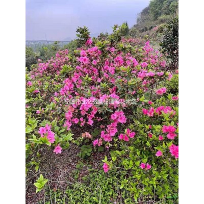 供应杜鹃 杜鹃供应商 杜鹃产地 杜鹃绿化苗木苗圃基地