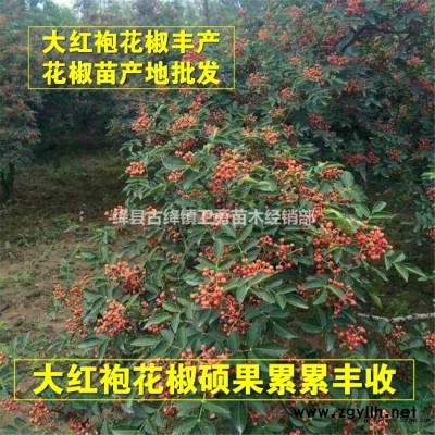 连翘苗种植季节 一亩地栽多少棵？连翘几年结果 亩产量多少斤？