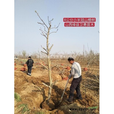 垣曲连翘苗种植基地 垣曲哪里有连翘 批发 垣曲连翘苗价格