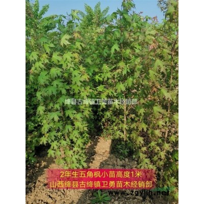 3年连翘苗批发 +3年连翘苗价格=3年连翘苗批发价格