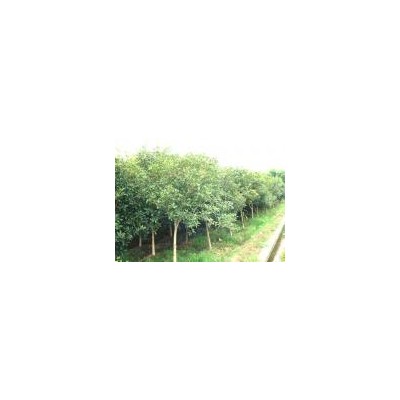 常年供，樱花，水杉，四季玫桂，连翘，紫荆，榆叶梅。