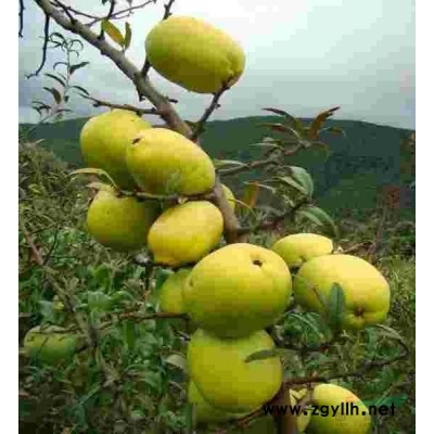 梨树苗，酥脆一号梨树苗，皇冠梨基地直销图1