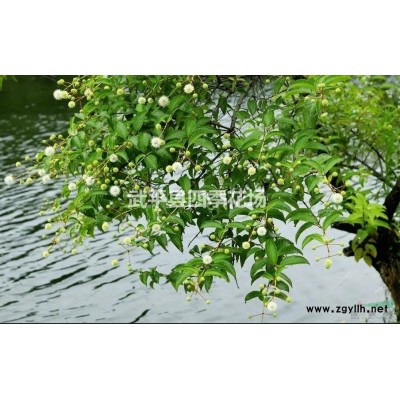 风箱树（风箱树容器苗）