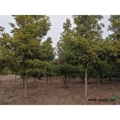 吉安地区常年供应各种规格金丝楠木