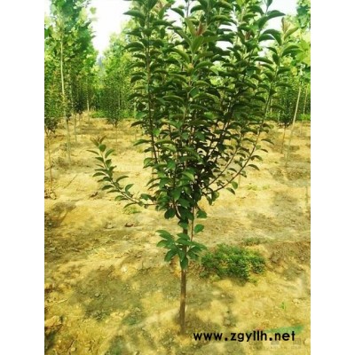 京津冀供应，海棠，杏树，葡萄树，果树苗木