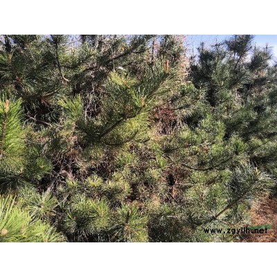 山西地区3-4米油松