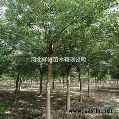 石家庄修竹苗木有限公司