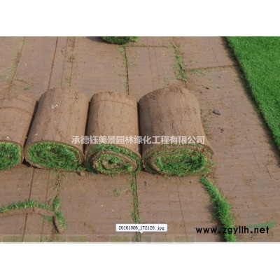 呼和浩特草坪价格 呼和浩特绿化草坪 呼和浩特草坪厂家 销售草