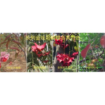 冬天里的彩叶树--傲雪红