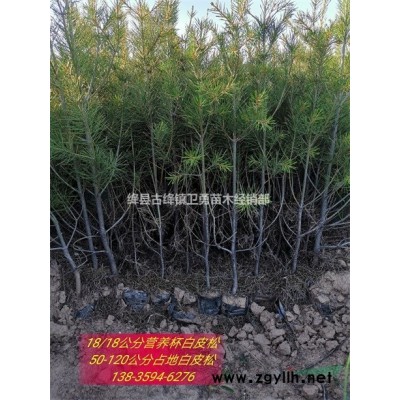 山西优质连翘苗批发！！ 连翘果个大+产量高+结果早