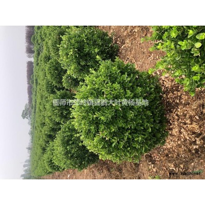 偃师大叶黄杨基地，大叶黄杨球基地