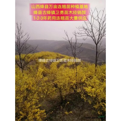 2年连翘苗//价格+多少钱一棵+地径0.5公分连翘苗