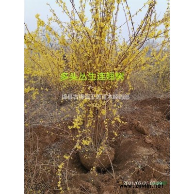 2年连翘苗批发（哪里有卖+价格+种植厂家）