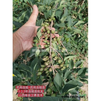 青翘价格+连翘价格+连翘苗价格=连翘苗产地报价