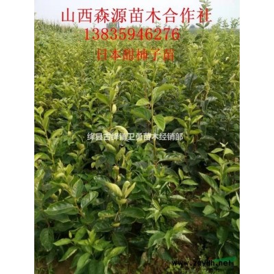 1年连翘苗粗度0.3/0.4/0.5公分 1年药用连翘苗价格