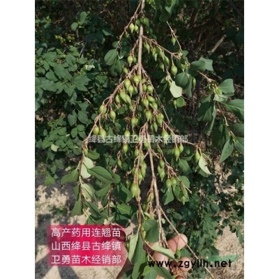 连翘苗价格 1-2-3年生连翘苗现挖现卖保湿邮寄