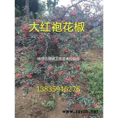 一株连翘苗价格=连翘苗多少钱一棵=连翘苗批发价格