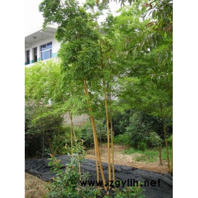 菲黄竹哪里好/哪里便宜，安吉菲黄竹产地直销