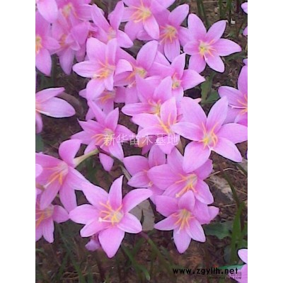 云南吉祥草批发/云南吉祥草价格优惠