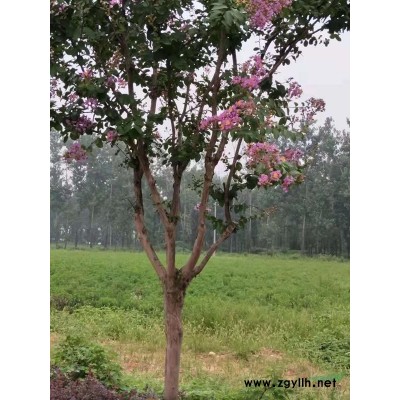 大量批发销售各种苗木