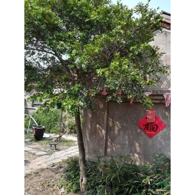 大规挌黄杨树