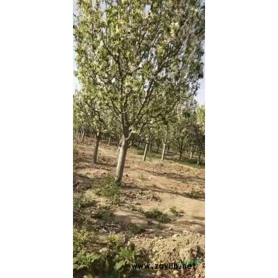 河北怀来供应3到10公分八棱海棠苗木