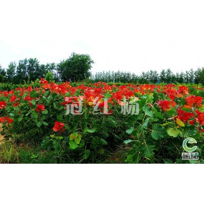 冠红杨是建设美好乡村的先锋树种