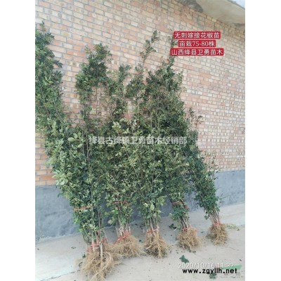 连翘苗批发价格1年生0.3元++2年生0.5元==回收青翘