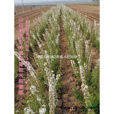 连翘苗用途//荒山造林 +园林绿化+结果药用连翘苗