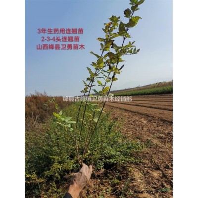 连翘苗一亩地种植多少棵？山地+丘陵+平原种植数量不同
