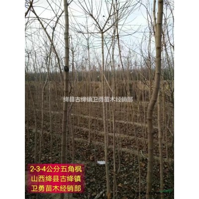 1米连翘苗(哪里有卖+种植几年结果+今年价格)