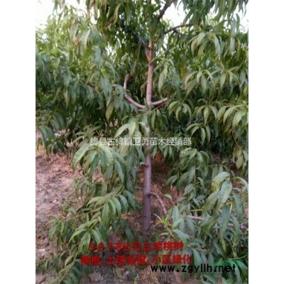 连翘苗种植几年结果==1年2年3年连翘苗种植基地